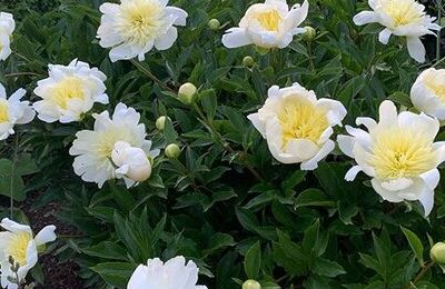 Kiftsgate Court Gardens (HE) - Chipping Campden