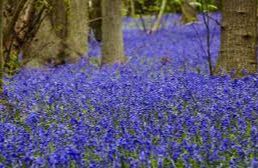 Danbury Common & Blakes Wood (NT)