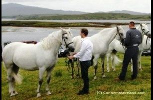 Cashel Pony Show