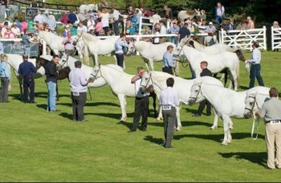 Connemara Pony Show - Clifden