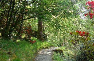 Ardkinglas Woodland Garden