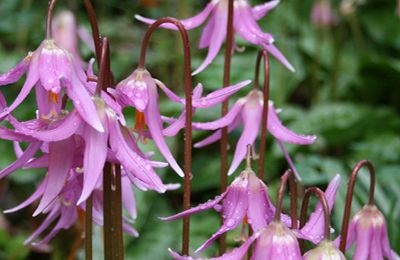 Cluny House Gardens - Weem