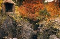 Hermitage Woodland, (NTS) - Dunkeld