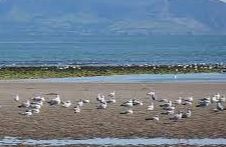 Yr Eifl - Trefor