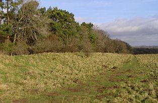 Ackling Dyke - Cranborne