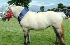 Aldershot Horse Show