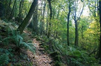 Barber Wood - Coberley