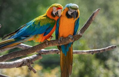 Birdland Park - Bourton-on-the-Water