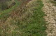 Cissbury Ring, (NT) - Findon